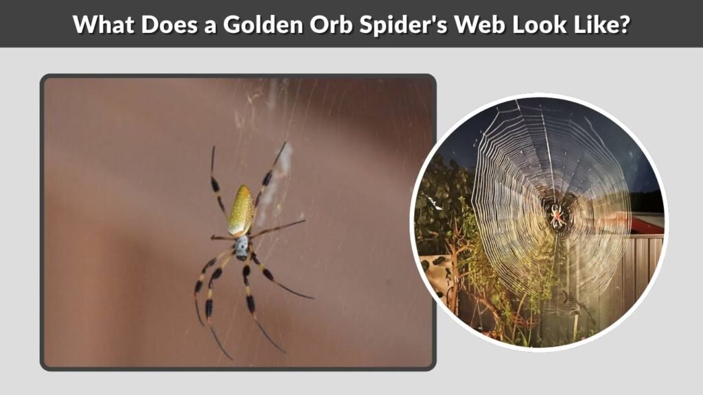 What Does a Golden Orb Spider's Web Look Like?