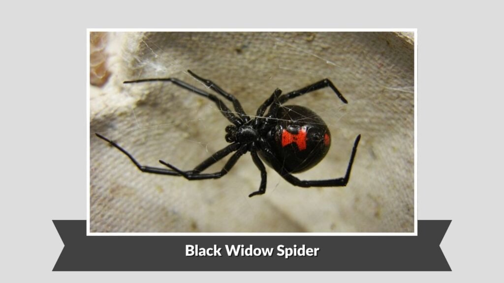Black Widow Spider (Latrodectus spp.)