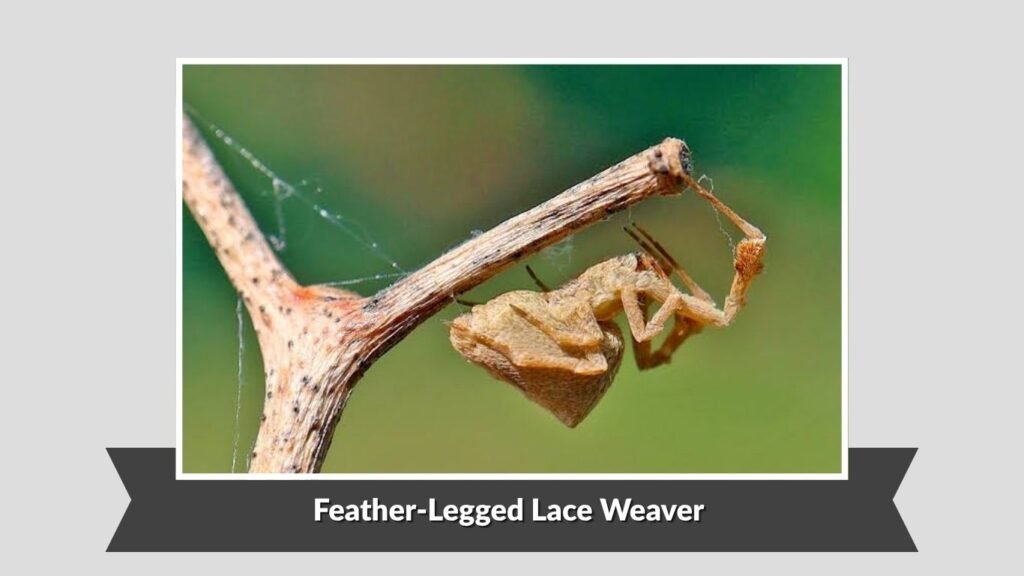 Feather-Legged Lace Weaver (Uloborus plumipes)