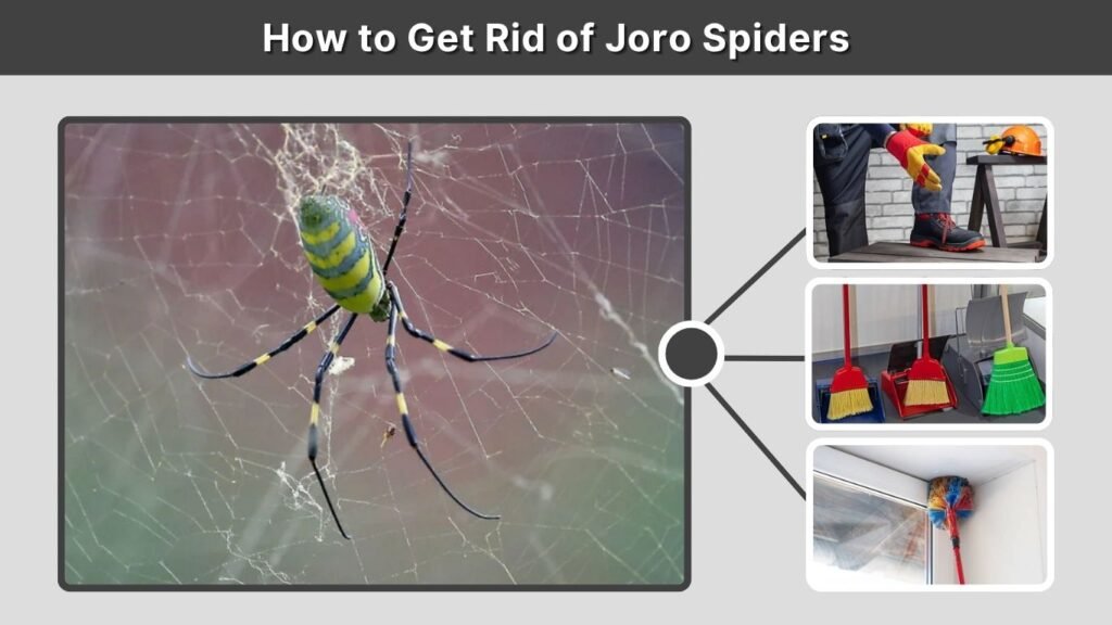 How to Get Rid of Joro Spiders