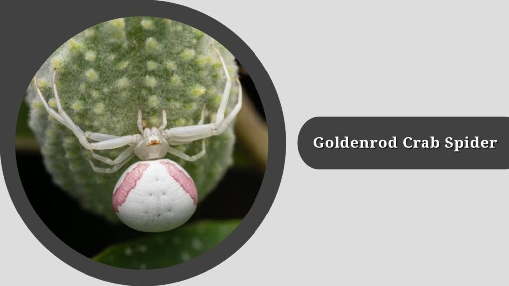 Goldenrod Crab Spider (Misumena vatia)