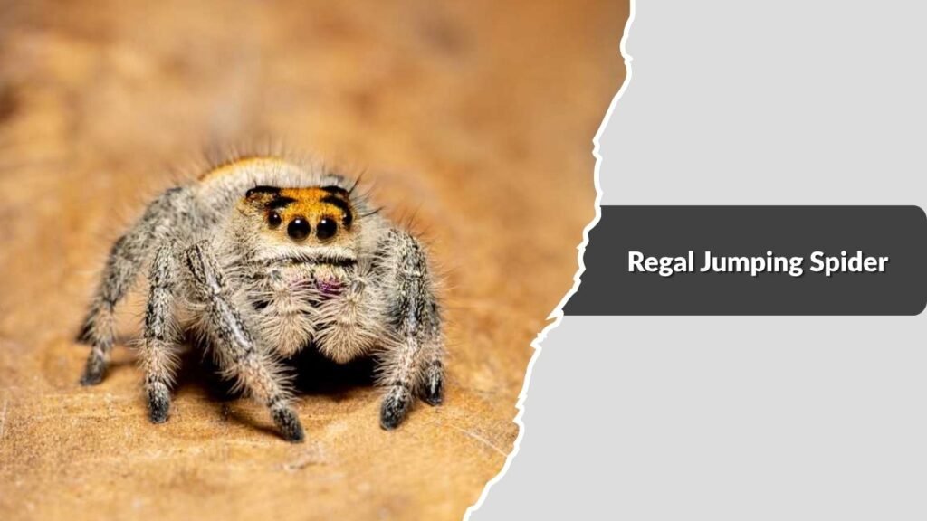 Regal Jumping Spider