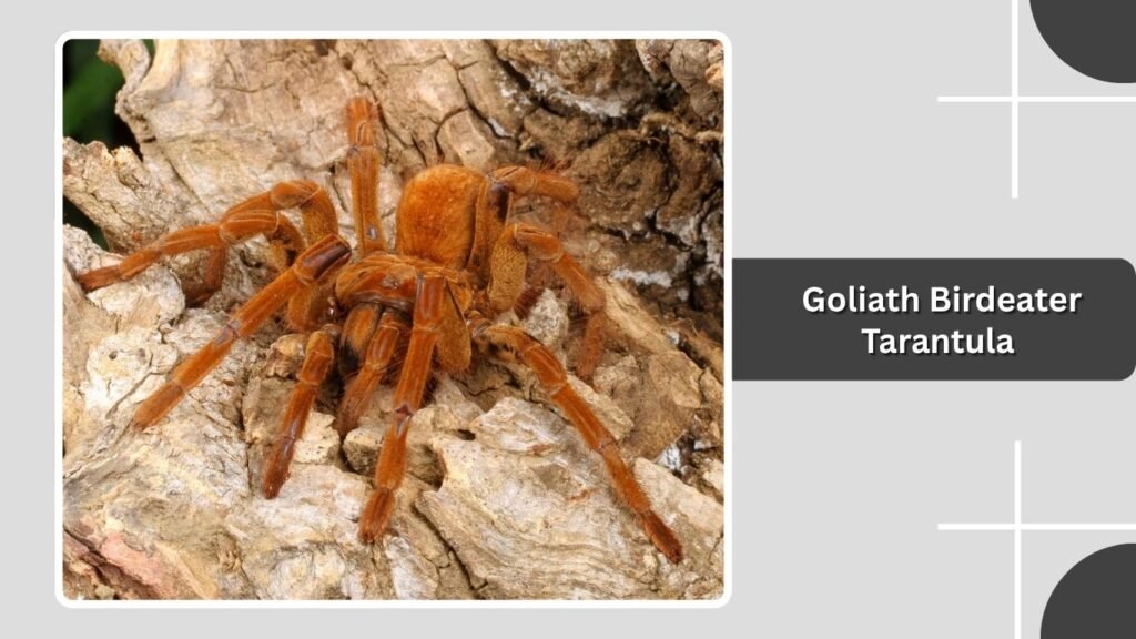 Goliath Birdeater Tarantula