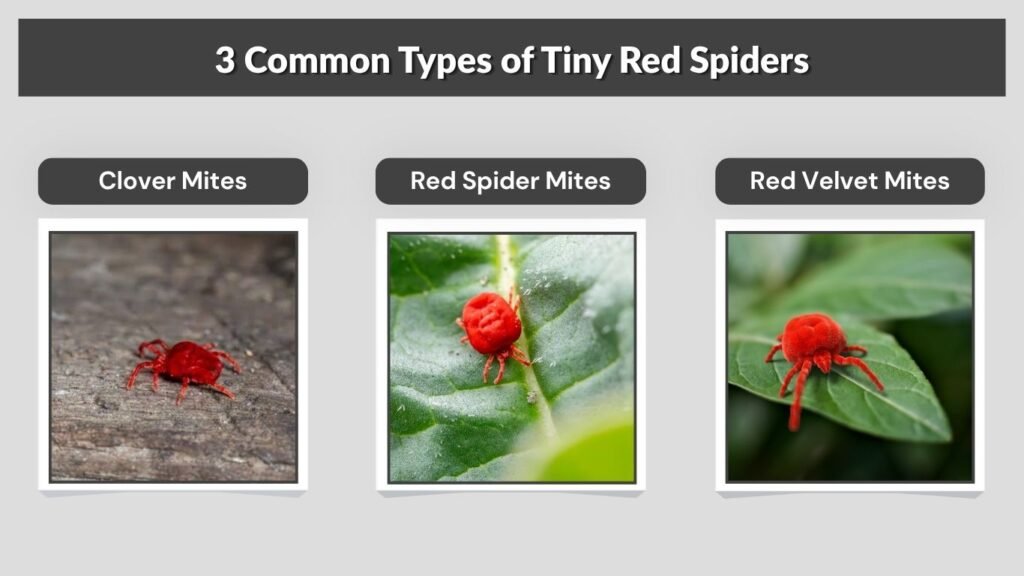 3 Common Types of Tiny Red Spiders