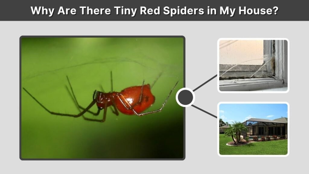 Why Are There Tiny Red Spiders in My House?