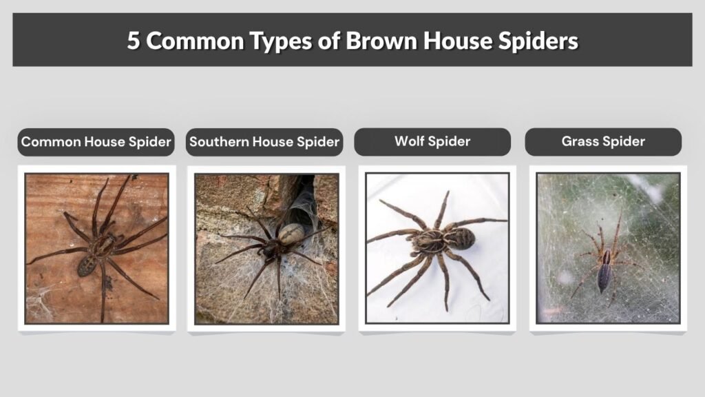 5 Common Types of Brown House Spiders