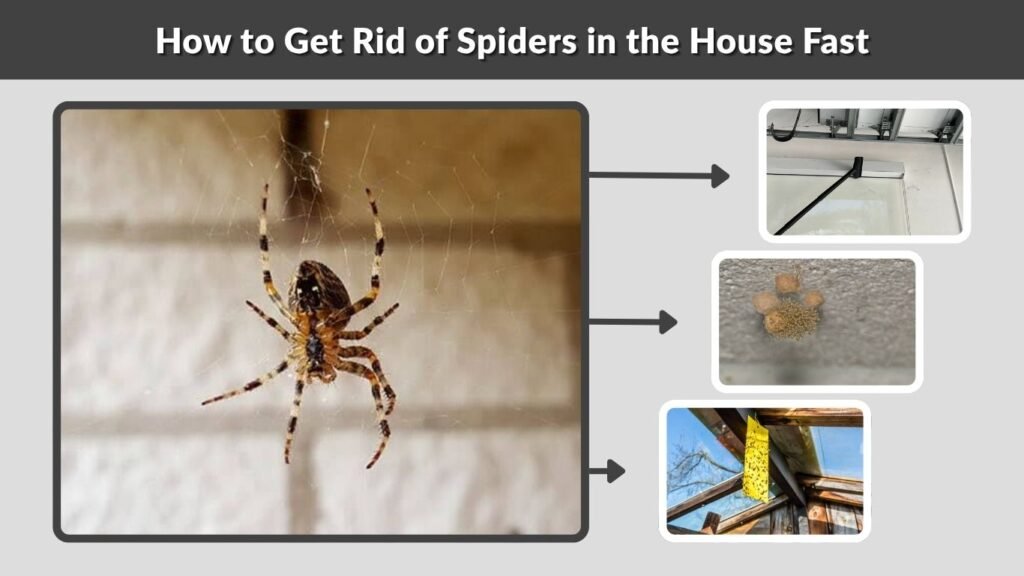 How to Get Rid of Spiders in the House Fast