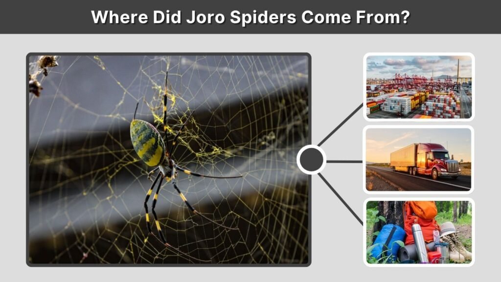 Where Did Joro Spiders Come From?