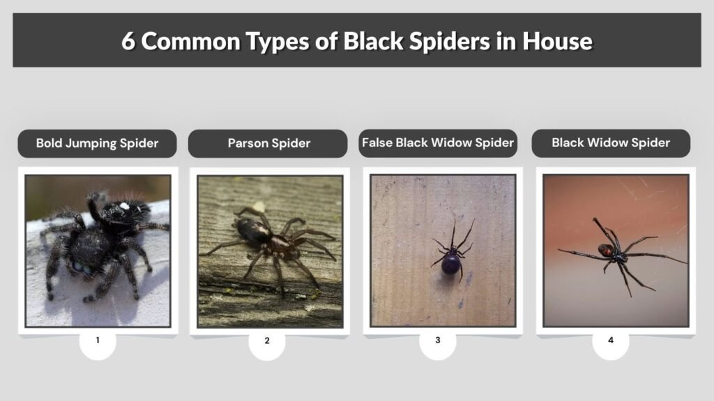 6 Common Types of Black Spiders in House