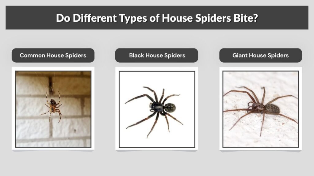 Do Different Types of House Spiders Bite?