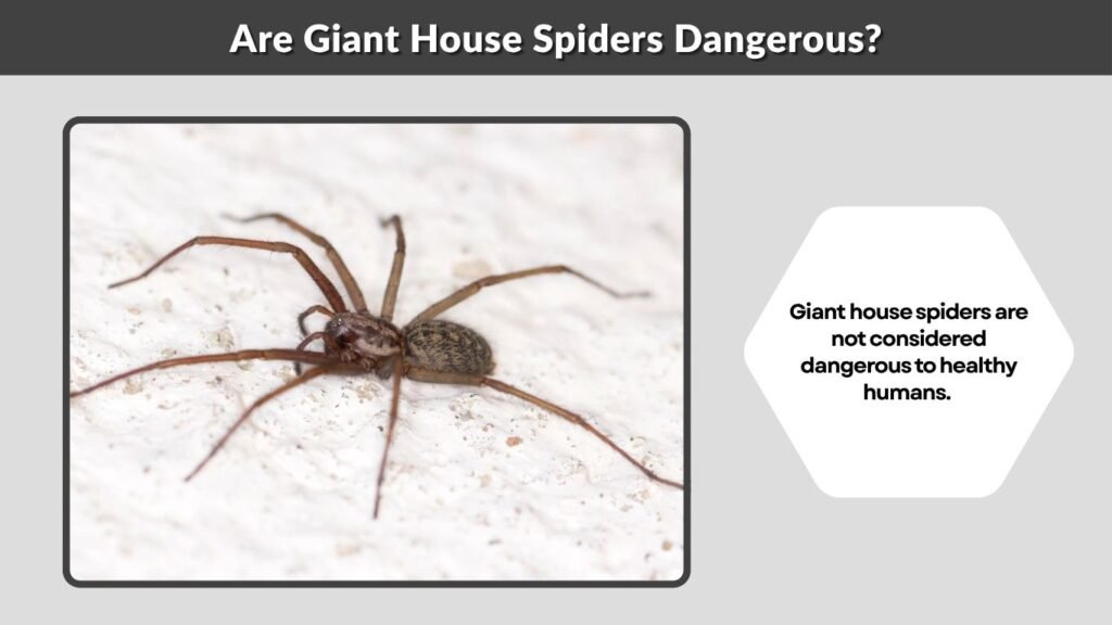 Are Giant House Spiders Dangerous?