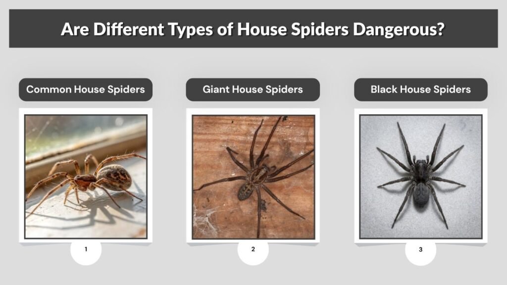 Are Different Types of House Spiders Dangerous?