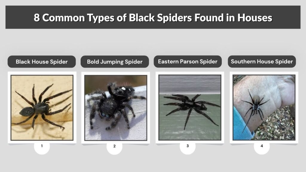 8 Common Types of Black Spiders Found in Houses