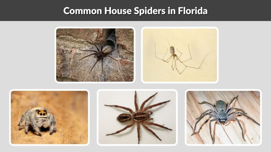 Common House Spiders in Florida