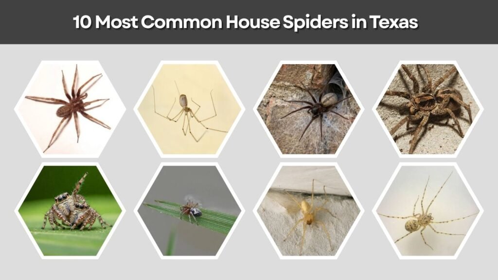 10 Most Common House Spiders in Texas