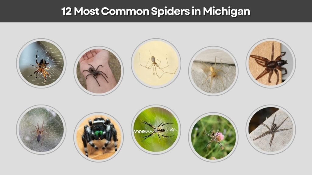 12 Most Common Spiders in Michigan