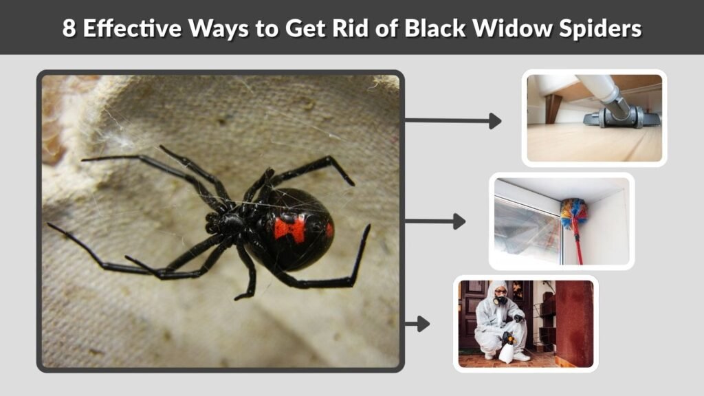 8 Effective Ways to Get Rid of Black Widow Spiders