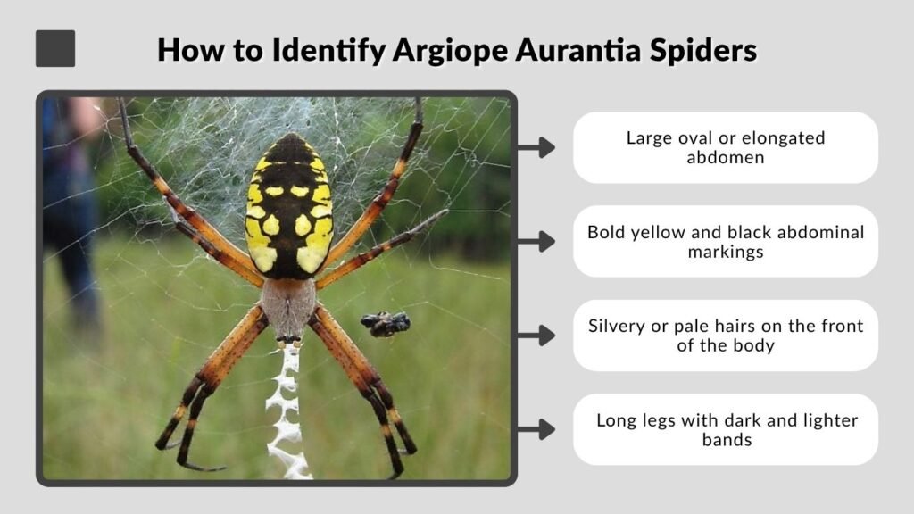How to Identify Argiope Aurantia Spiders