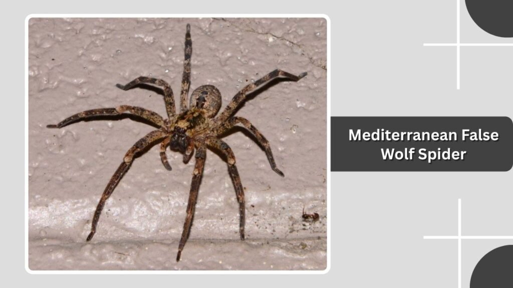 Mediterranean False Wolf Spider