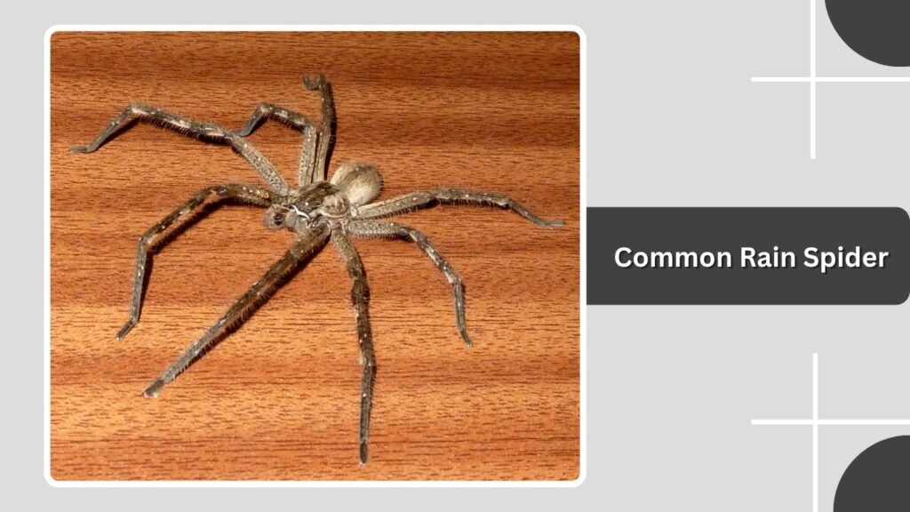 Common Rain Spider