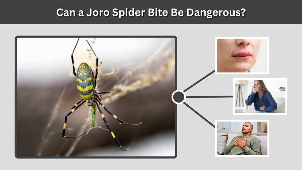 Can a Joro Spider Bite Be Dangerous?