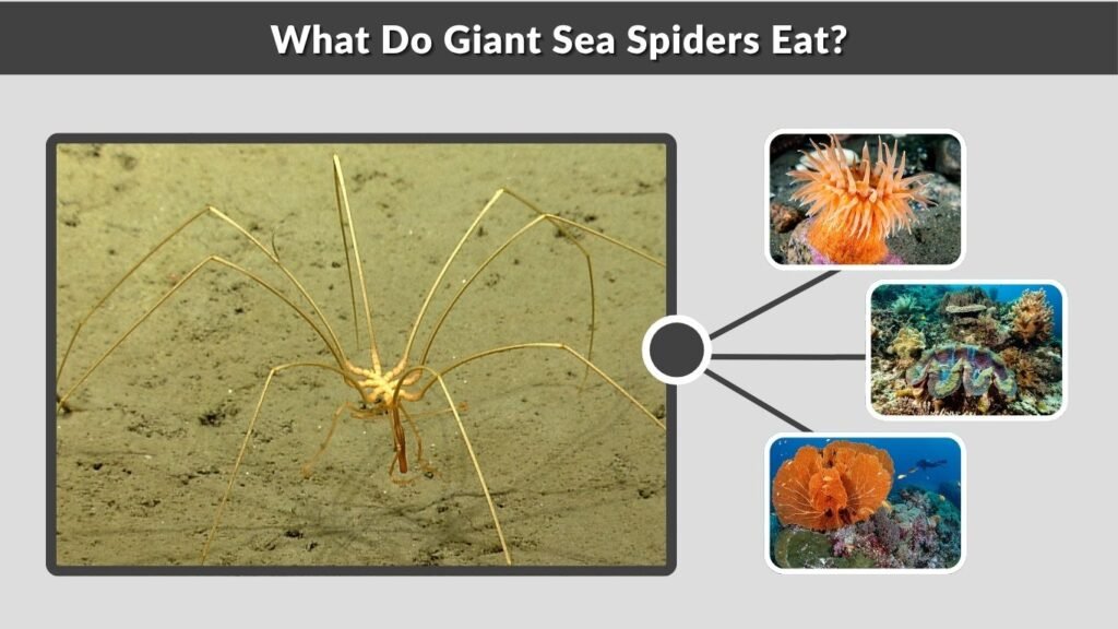 What Do Giant Sea Spiders Eat?