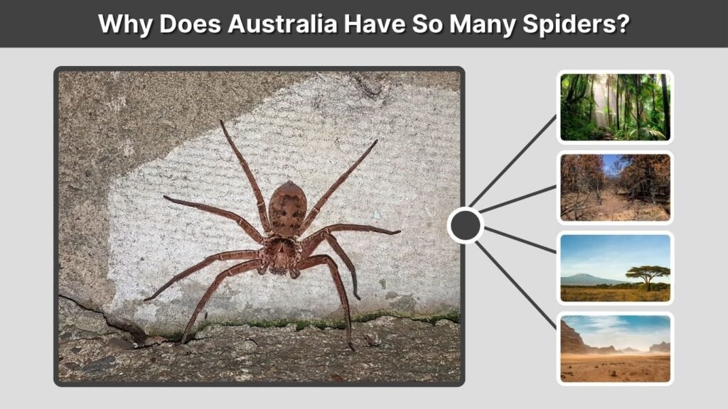 Why Does Australia Have So Many Spiders?