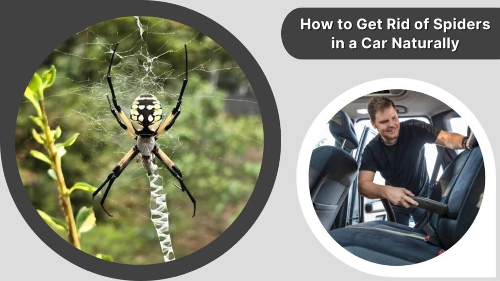 How to Get Rid of Spiders in a Car Naturally