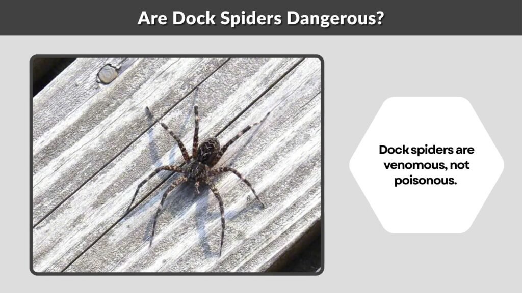 Are Dock Spiders Dangerous?