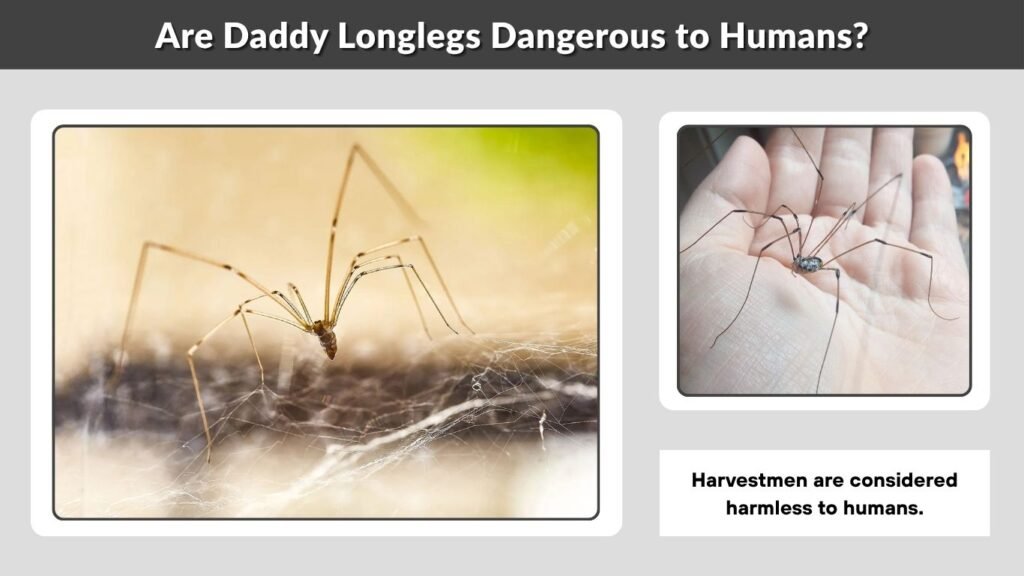 Are Daddy Longlegs Dangerous to Humans?
