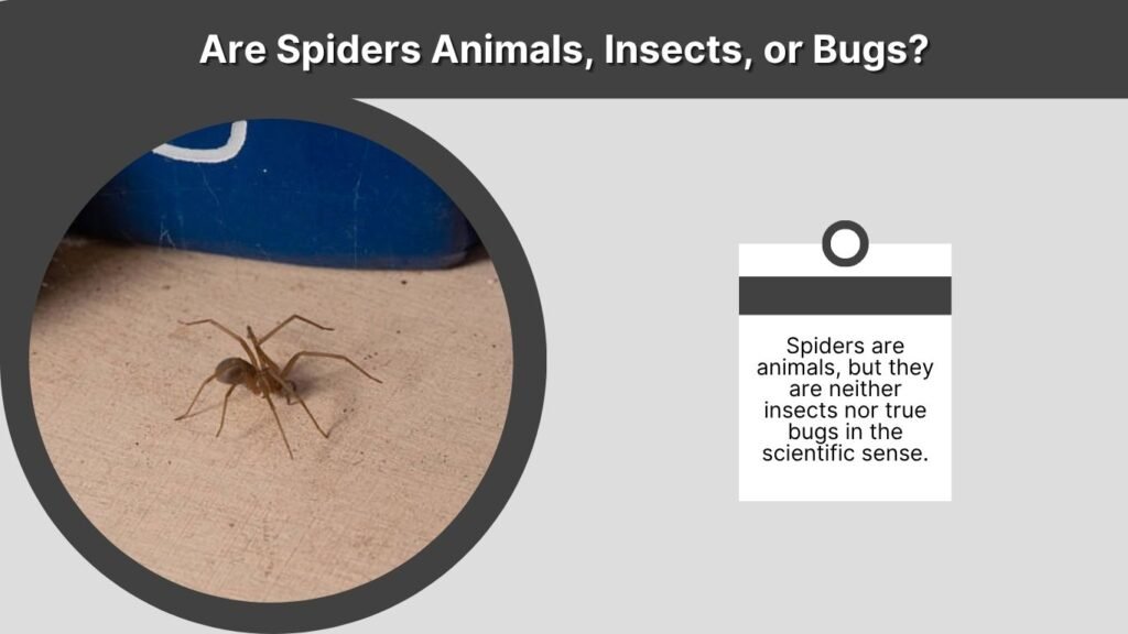 Are Spiders Animals, Insects, or Bugs?