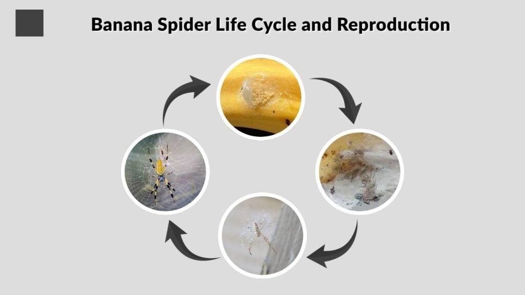 Banana Spider Life Cycle and Reproduction