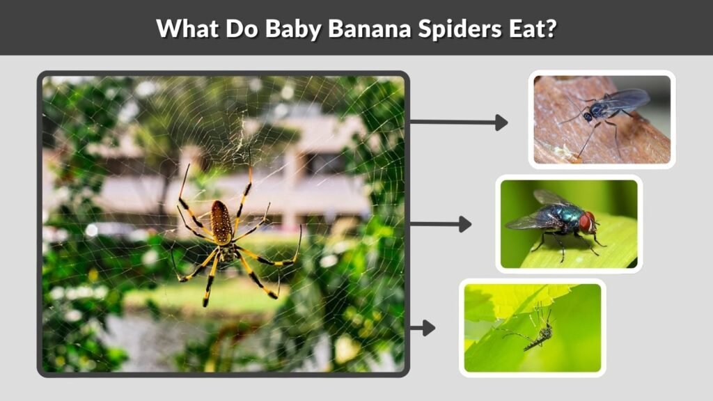 What Do Baby Banana Spiders Eat?
