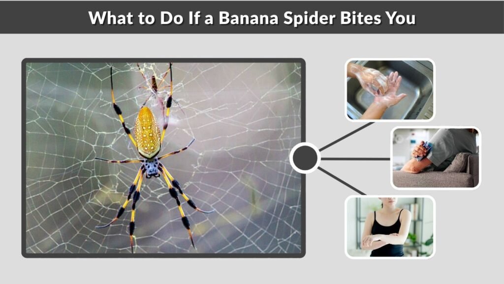 What to Do If a Banana Spider Bites You