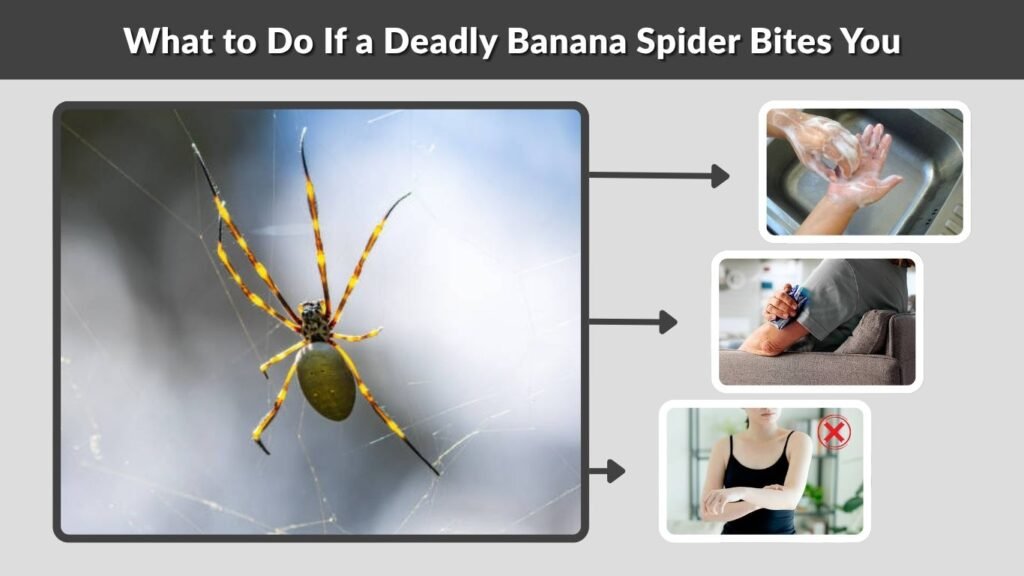 What to Do If a Deadly Banana Spider Bites You