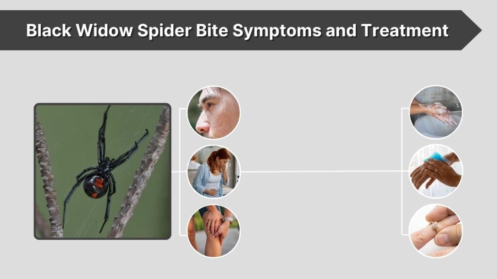 Black Widow Spider Bite Symptoms and Treatment
