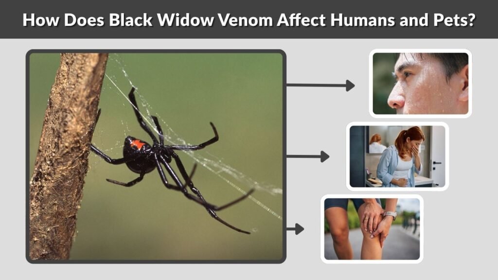 How Does Black Widow Venom Affect Humans and Pets?