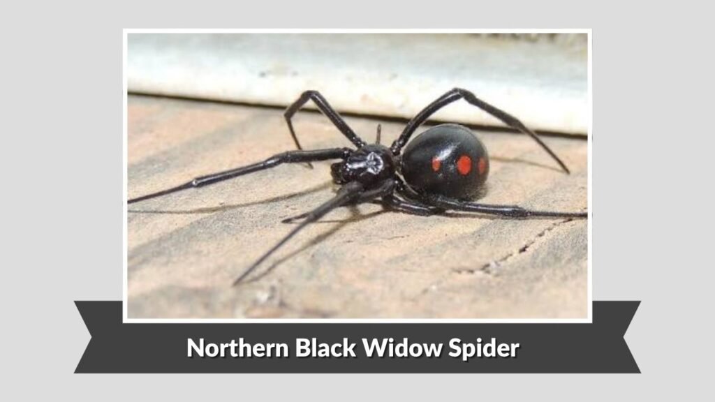 Northern Black Widow Spider (Latrodectus variolus)