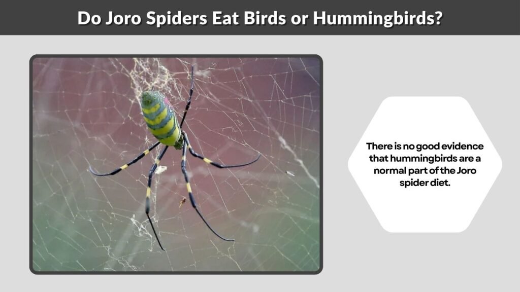 Do Joro Spiders Eat Birds or Hummingbirds?