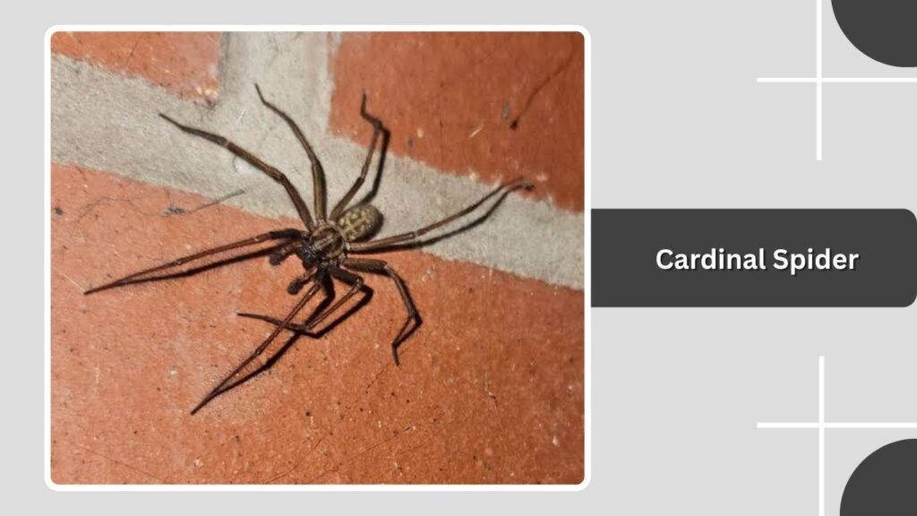 Cardinal Spider