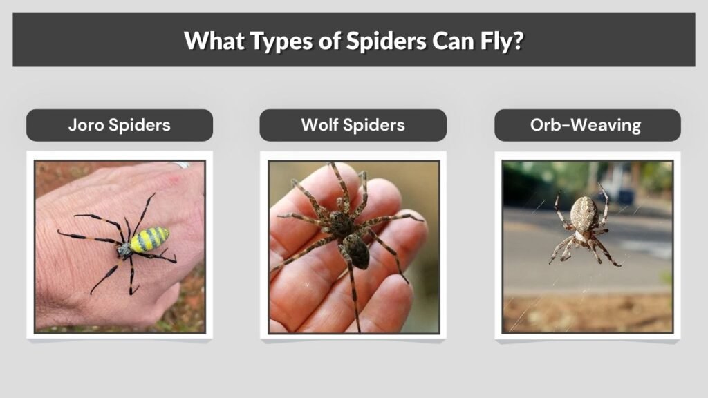 What Types of Spiders Can Fly?