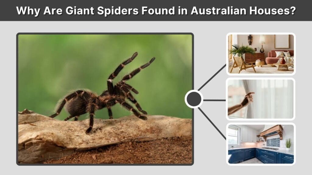 Why Are Giant Spiders Found in Australian Houses?