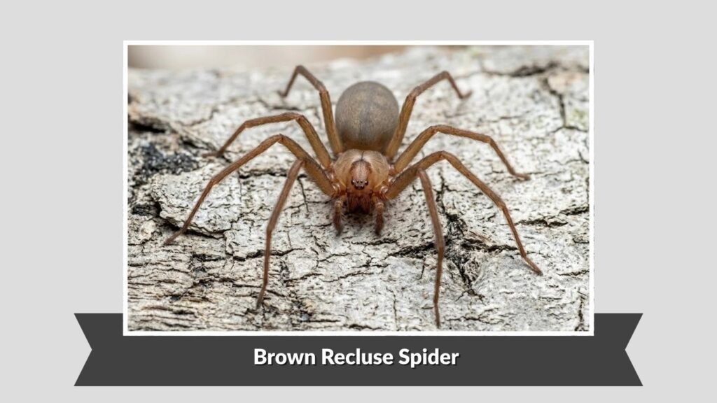 Brown Recluse Spider (Loxosceles reclusa)