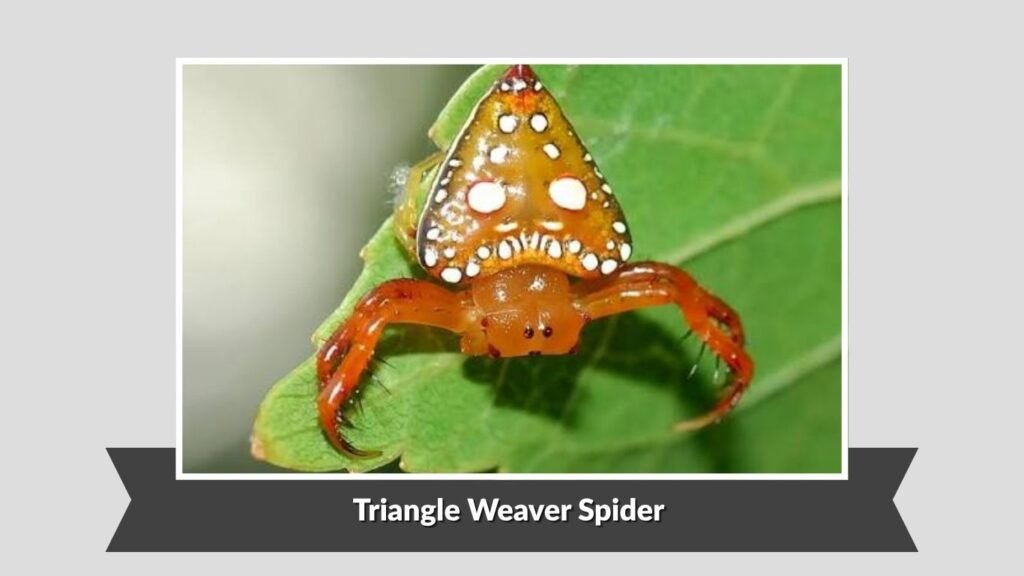 Triangle Weaver Spider (Hyptiotes cavatus)