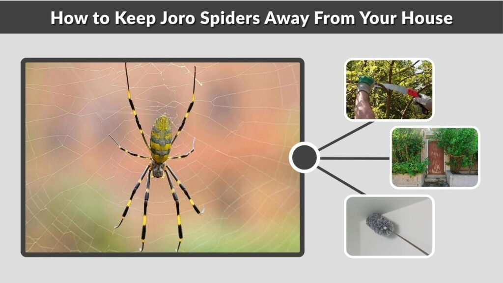 How to Keep Joro Spiders Away From Your House