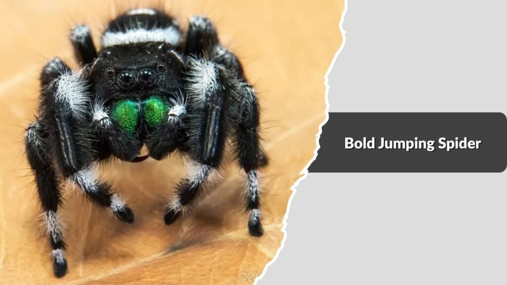 Bold Jumping Spider