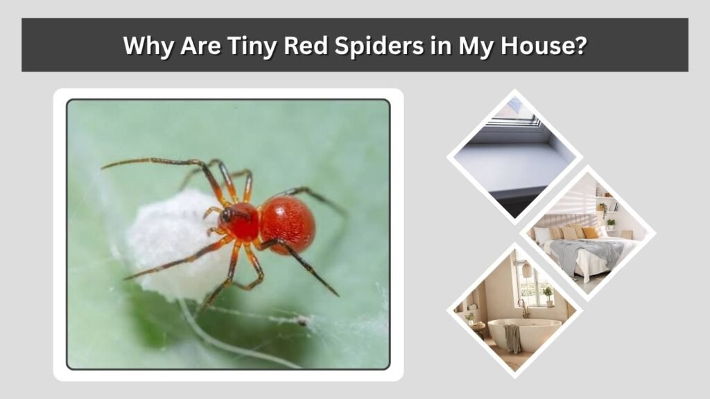 Why Are Tiny Red Spiders in My House?