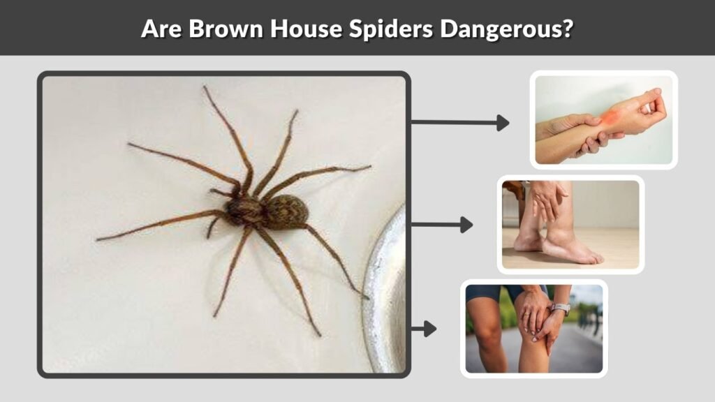 Are Brown House Spiders Dangerous?
