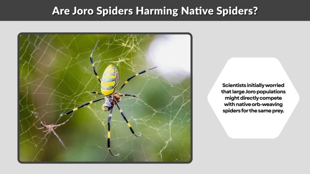 Are Joro Spiders Harming Native Spiders?