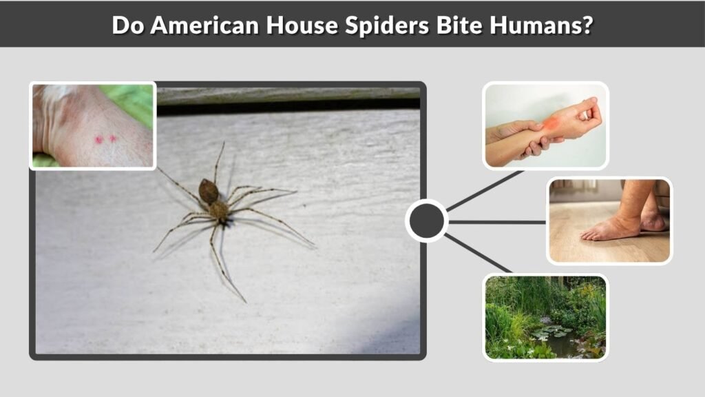 Do American House Spiders Bite Humans?